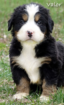 teddy bear love bernese mountain dogs